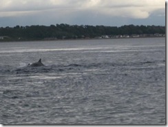 20120731 Camera Wk24 Cromarty Dolphins IMG_8244