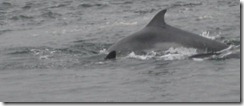 20120802 Camera Wk24 Cromarty Dolphins IMG_8445